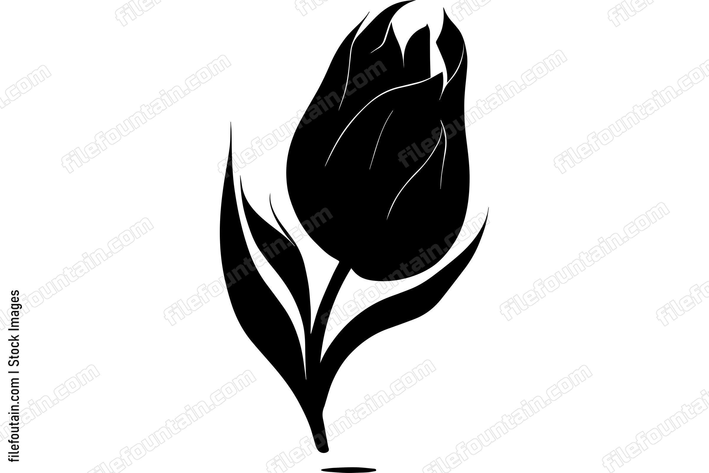 Tulip
