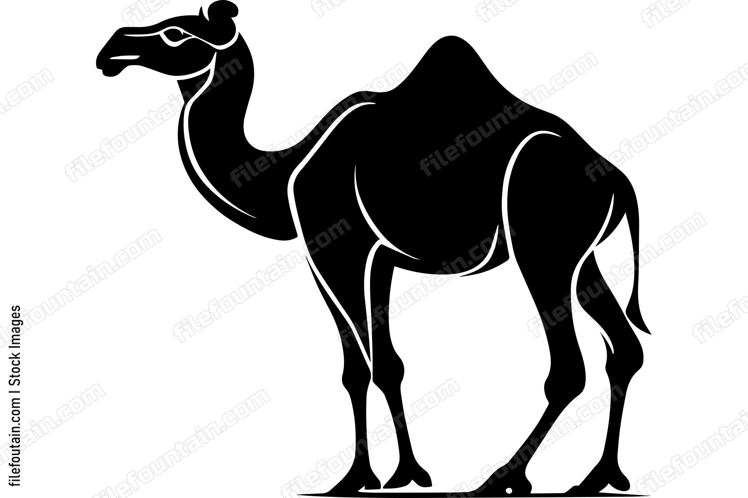 Camel