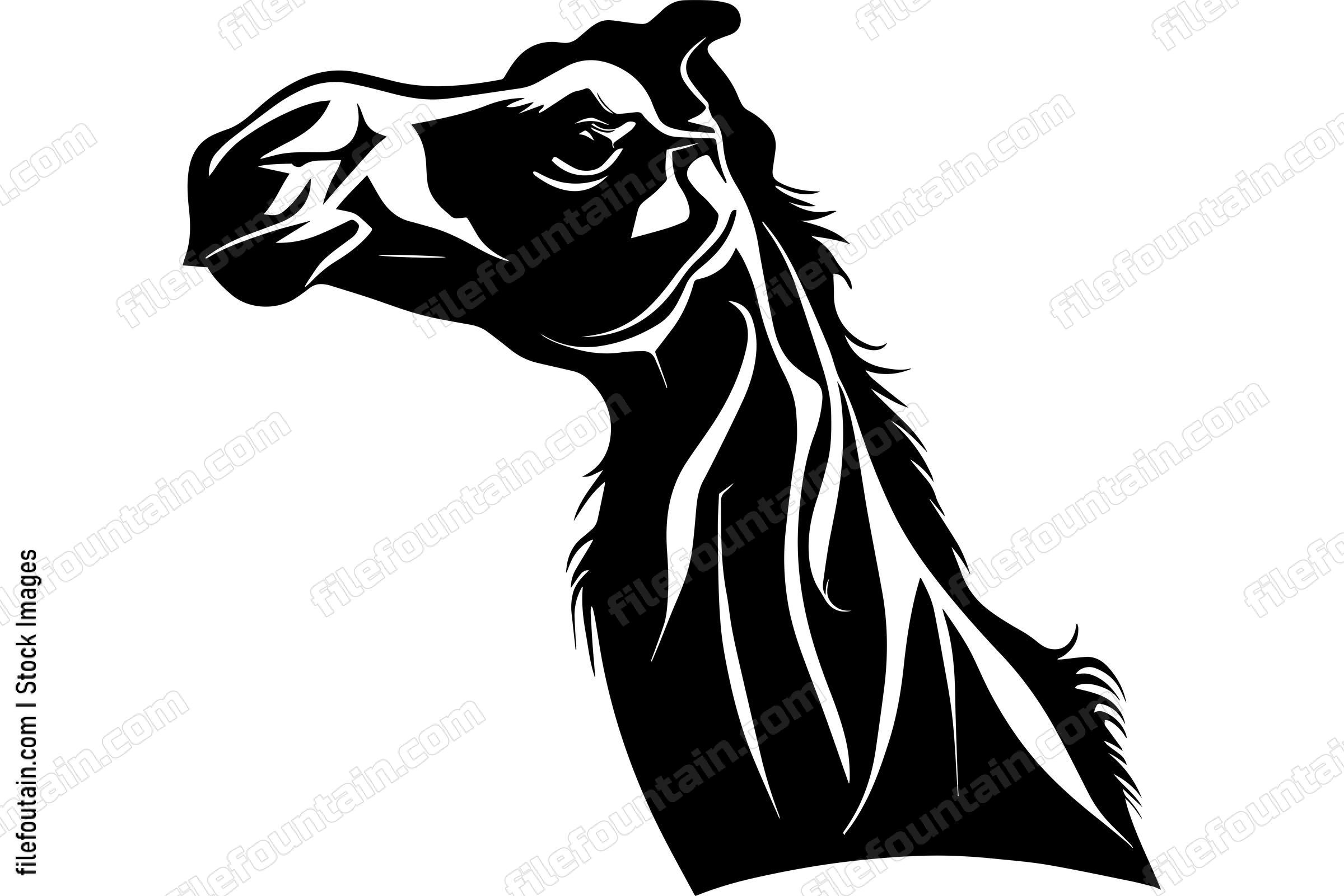 Camel