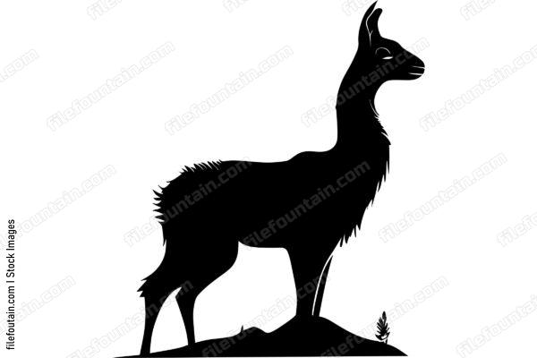 Llama