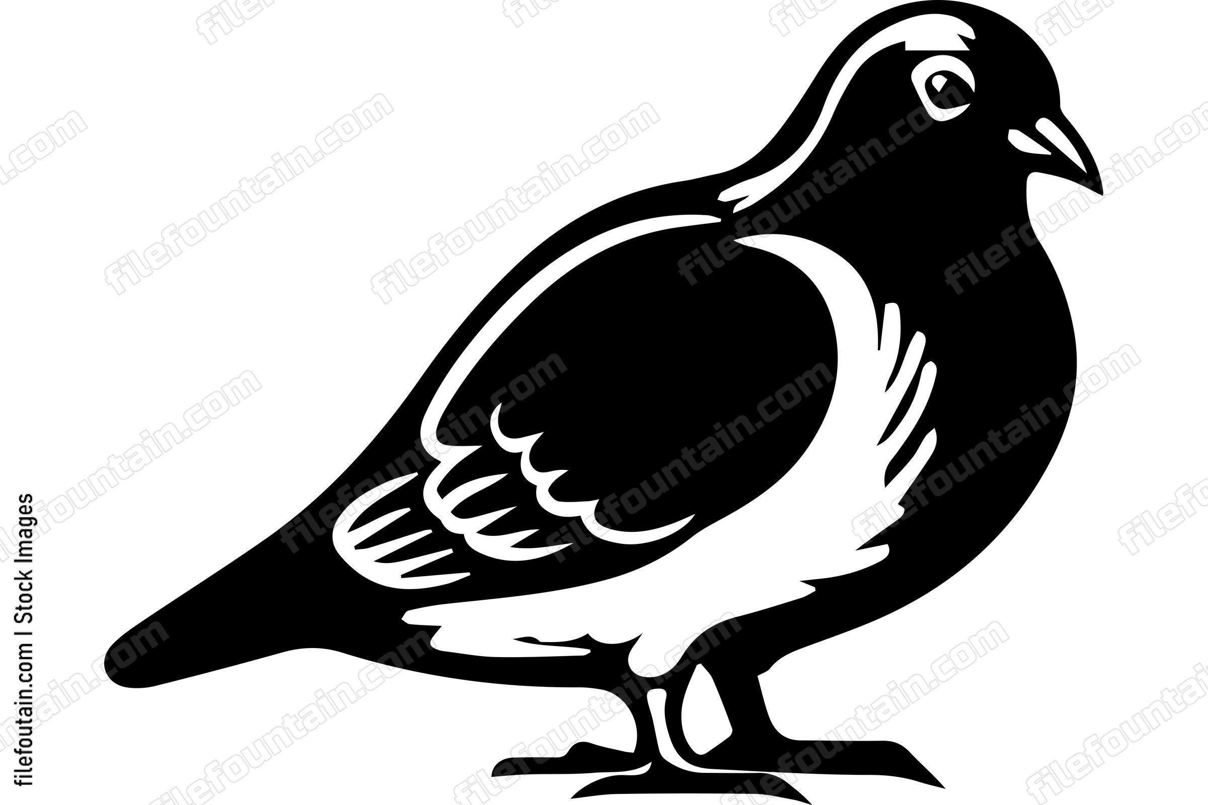 Pigeon