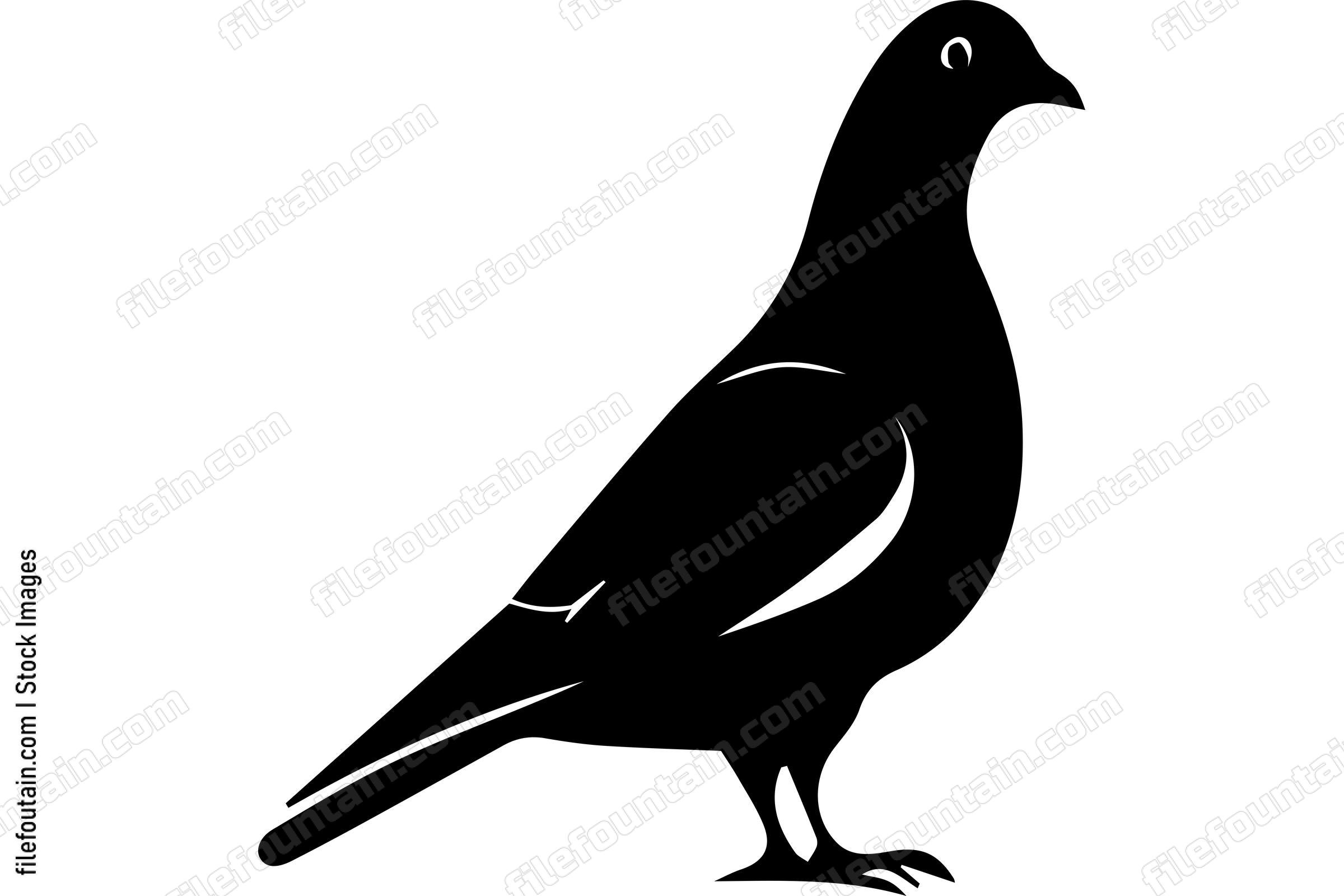 Pigeon