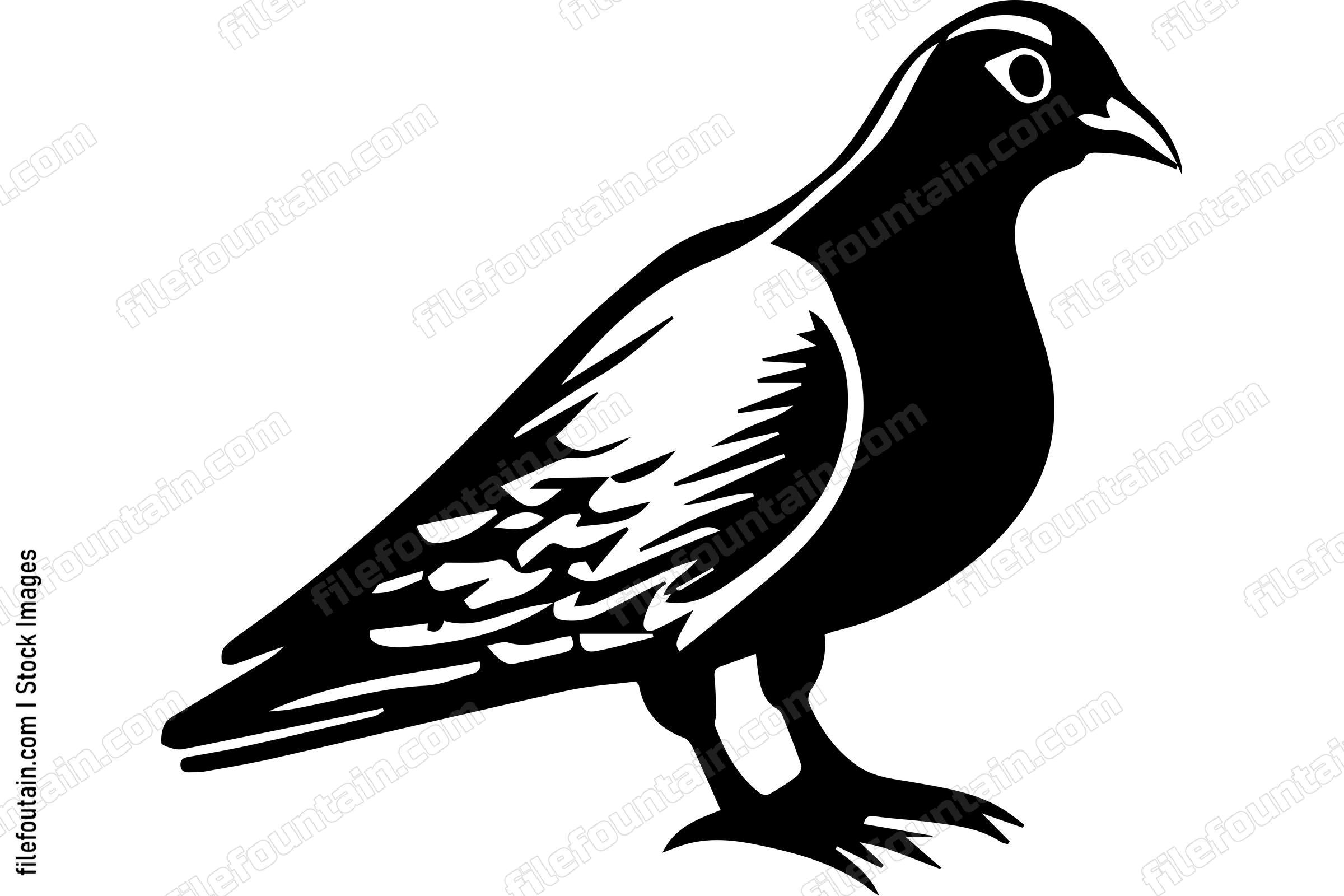 Pigeon