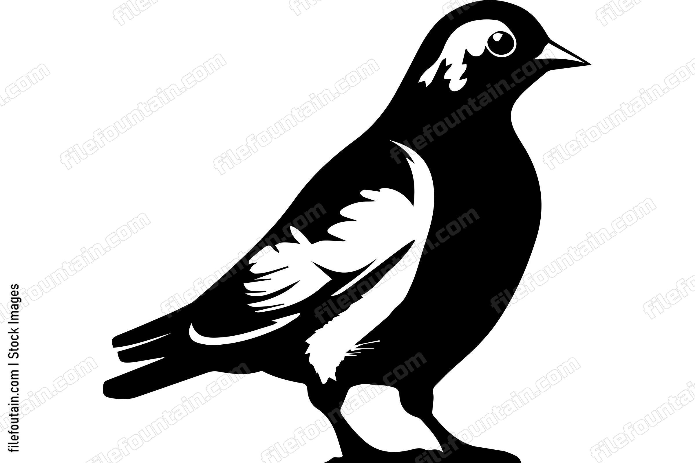 Pigeon
