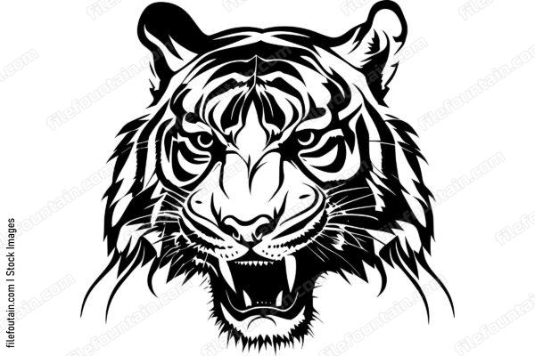 Angry Tiger Roaring