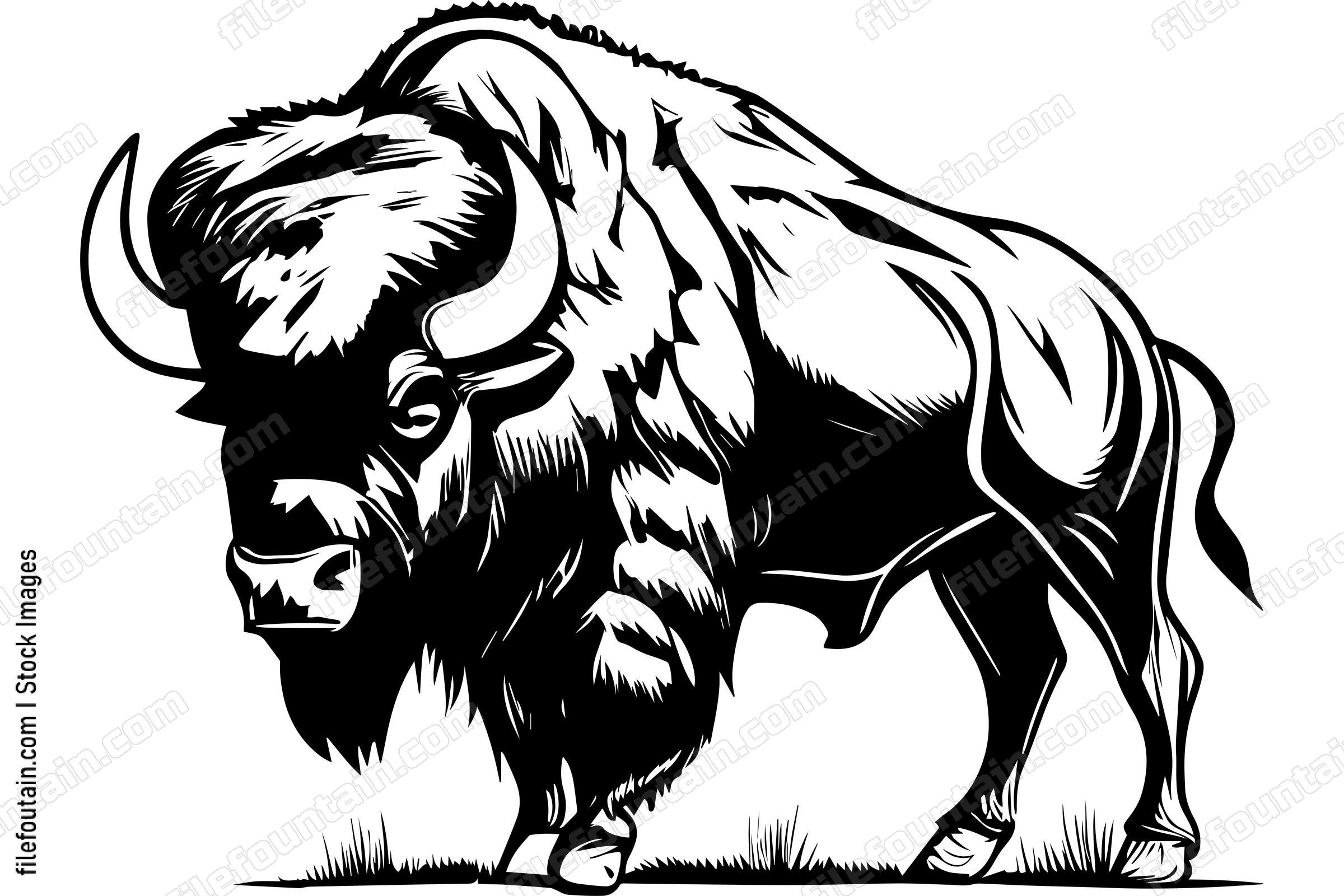 Bison