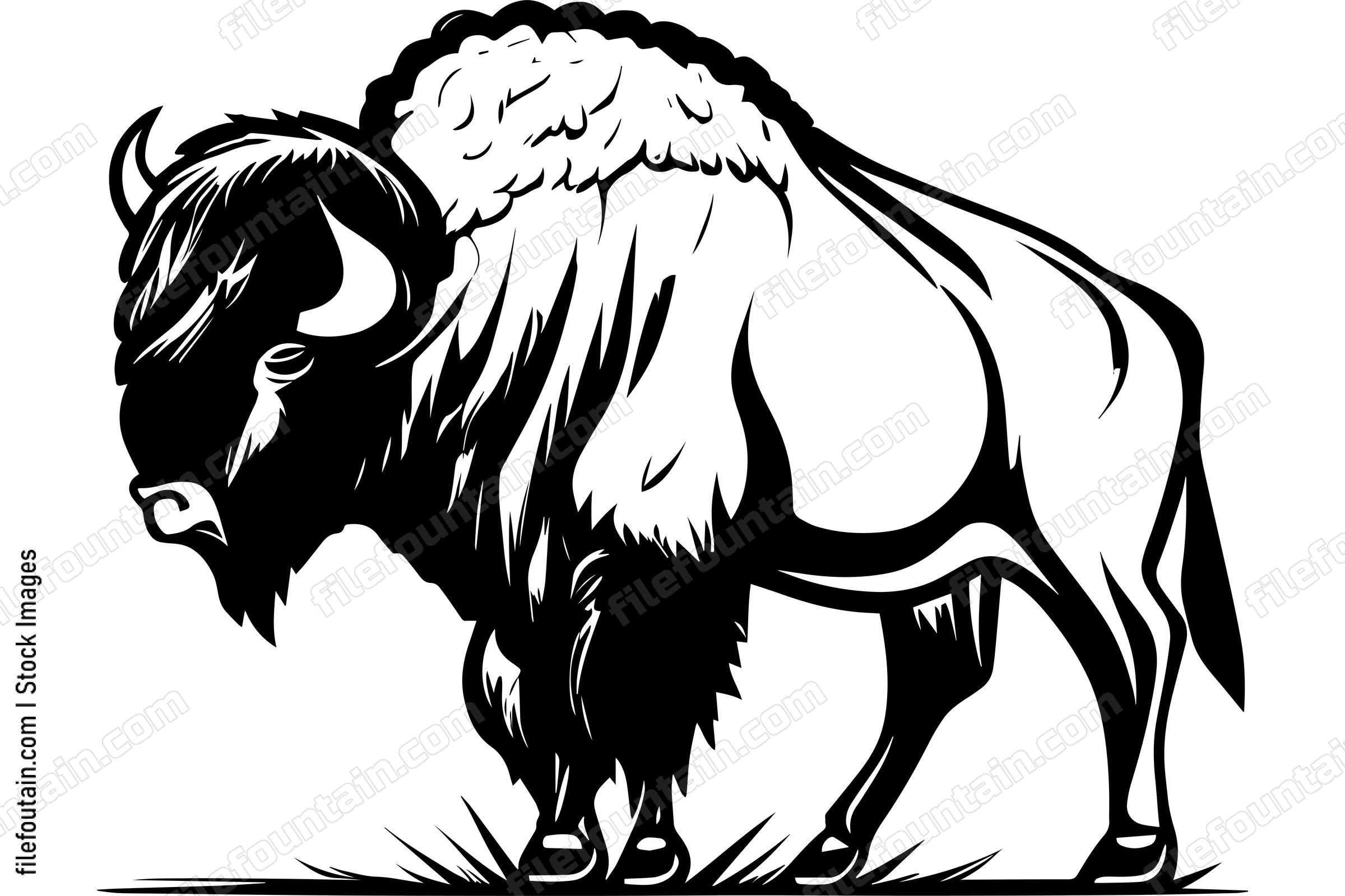 Bison