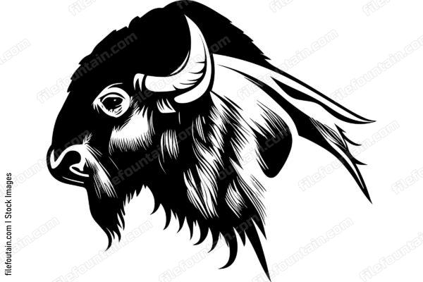 Bison