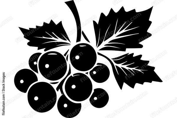 Black Currant