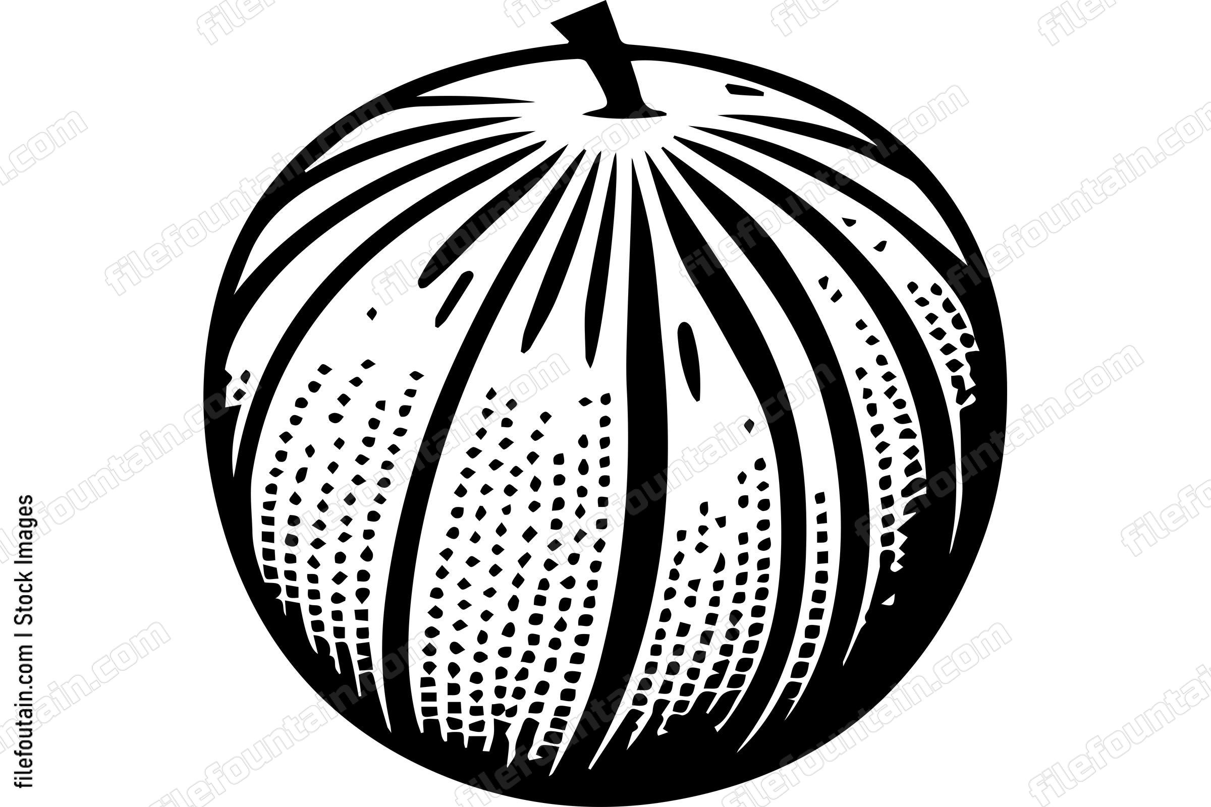 Cantaloupe