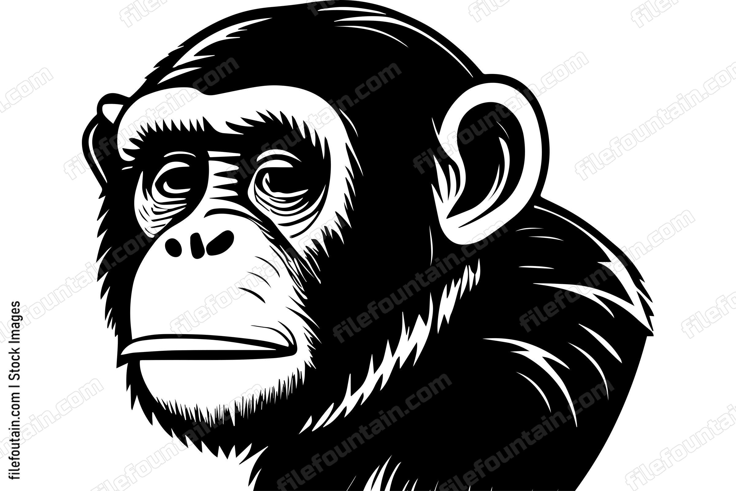 Chimpanzee