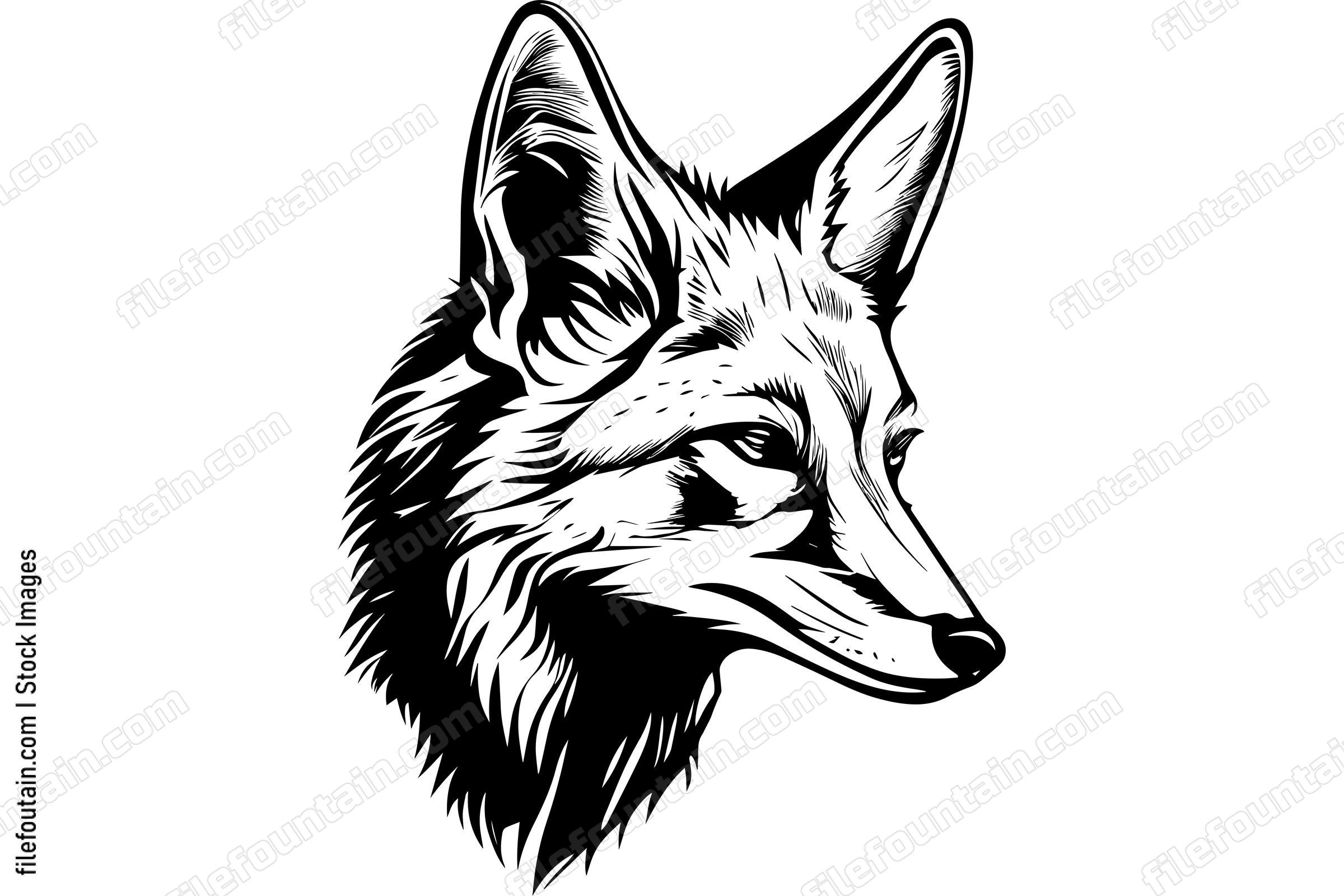 Coyote