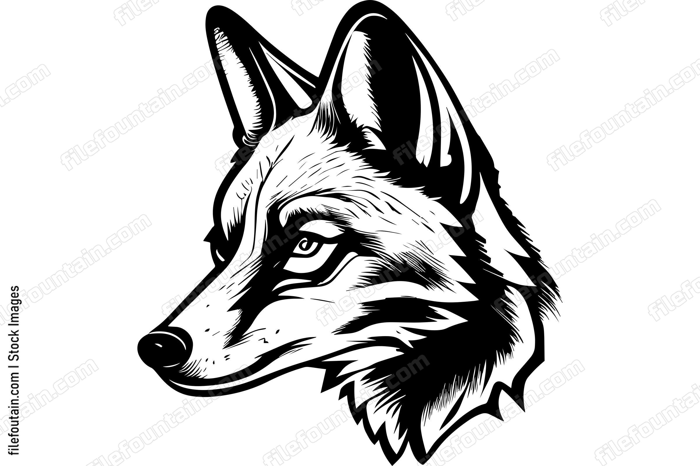 Coyote