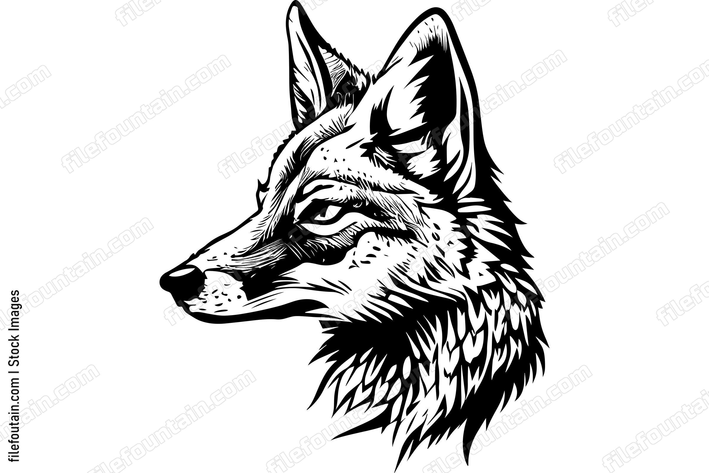 Coyote