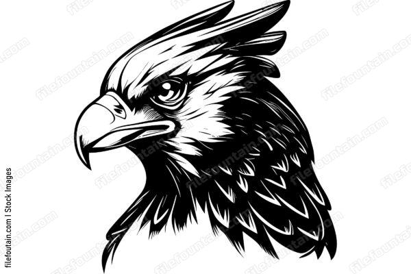 Hawk