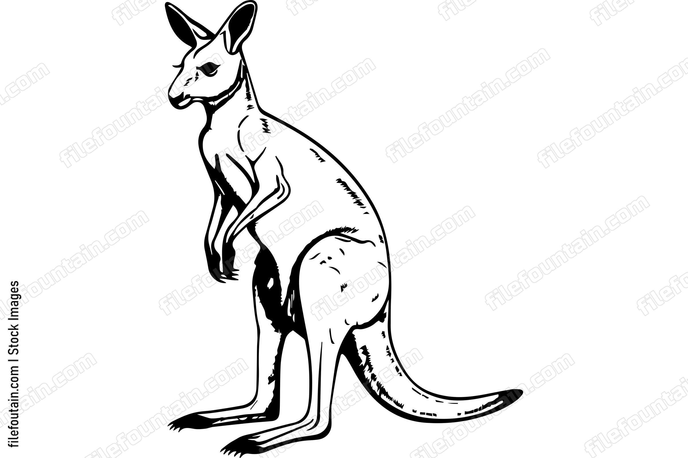 Kangaroo