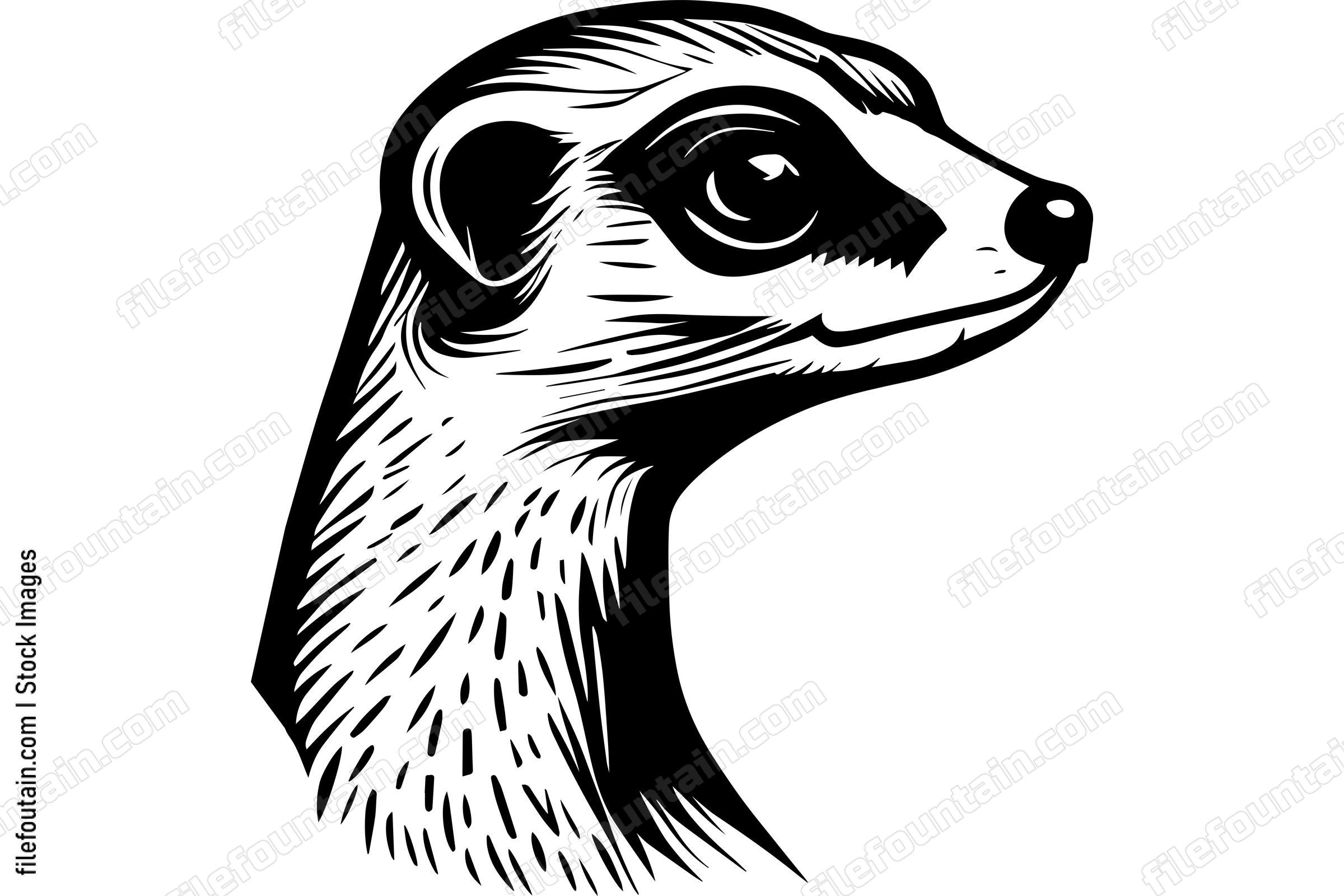 Meerkat