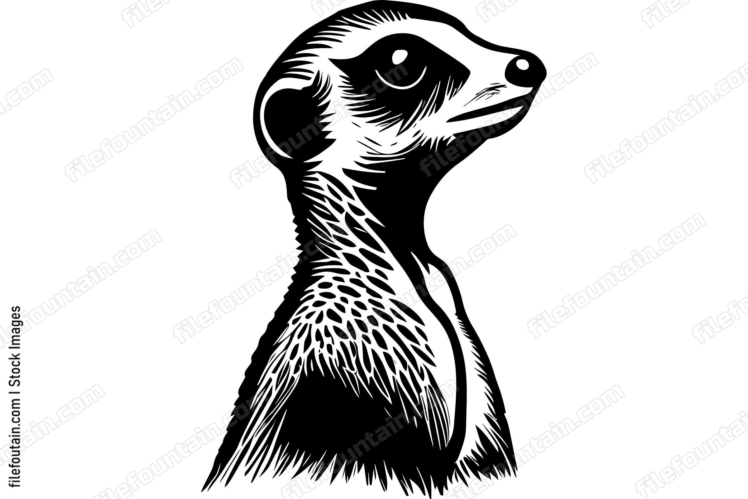 Meerkat
