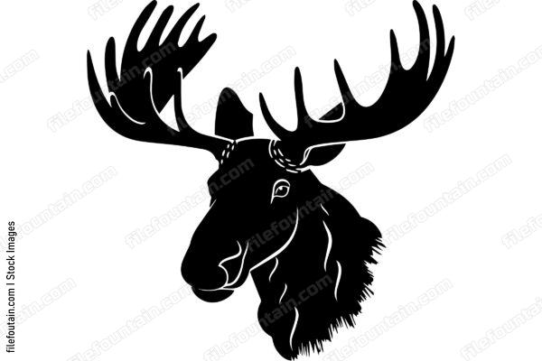 Moose