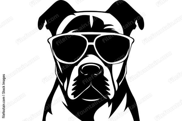 American Pit Bull Terrier In Sunglasses