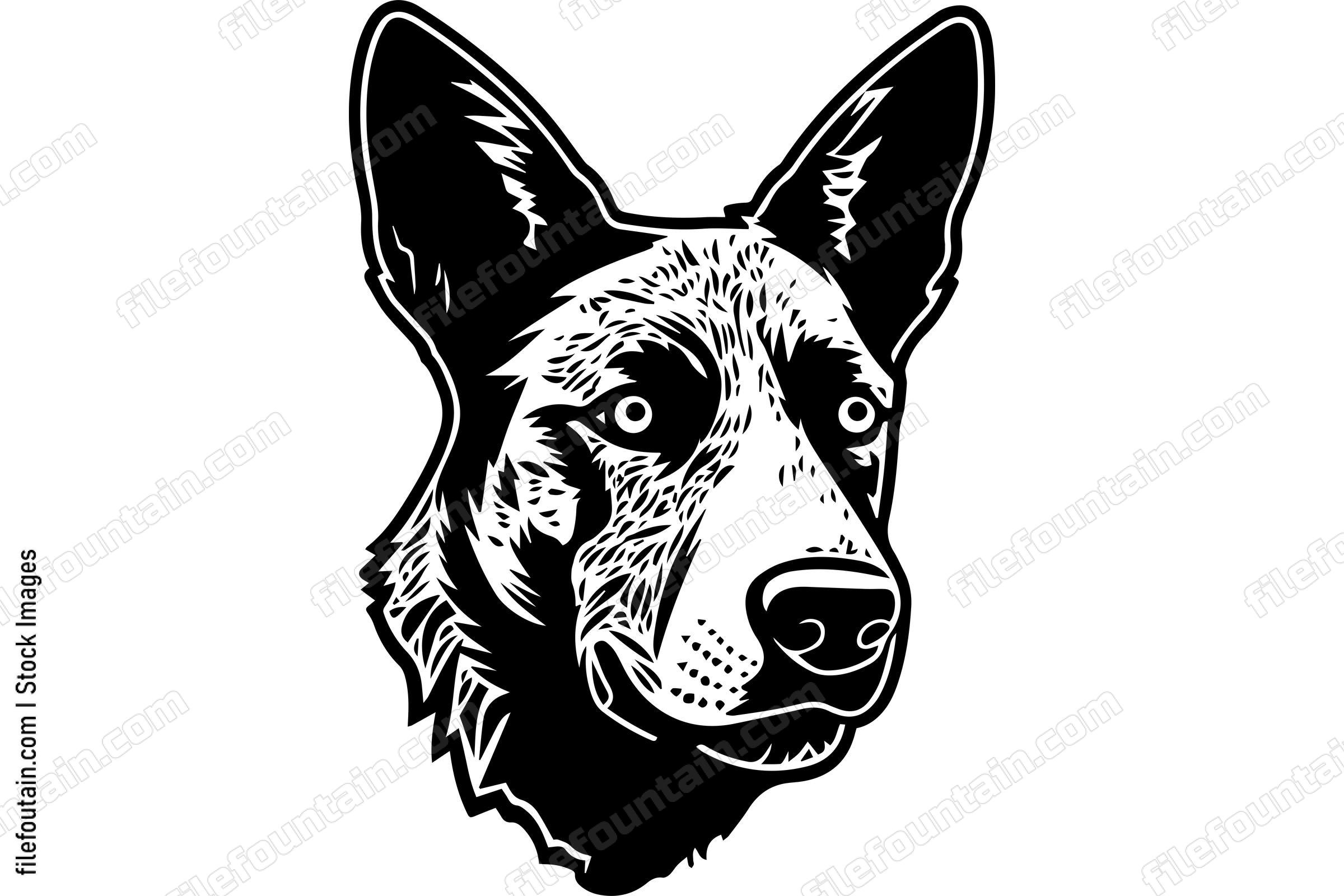 Australian Cattle Dog