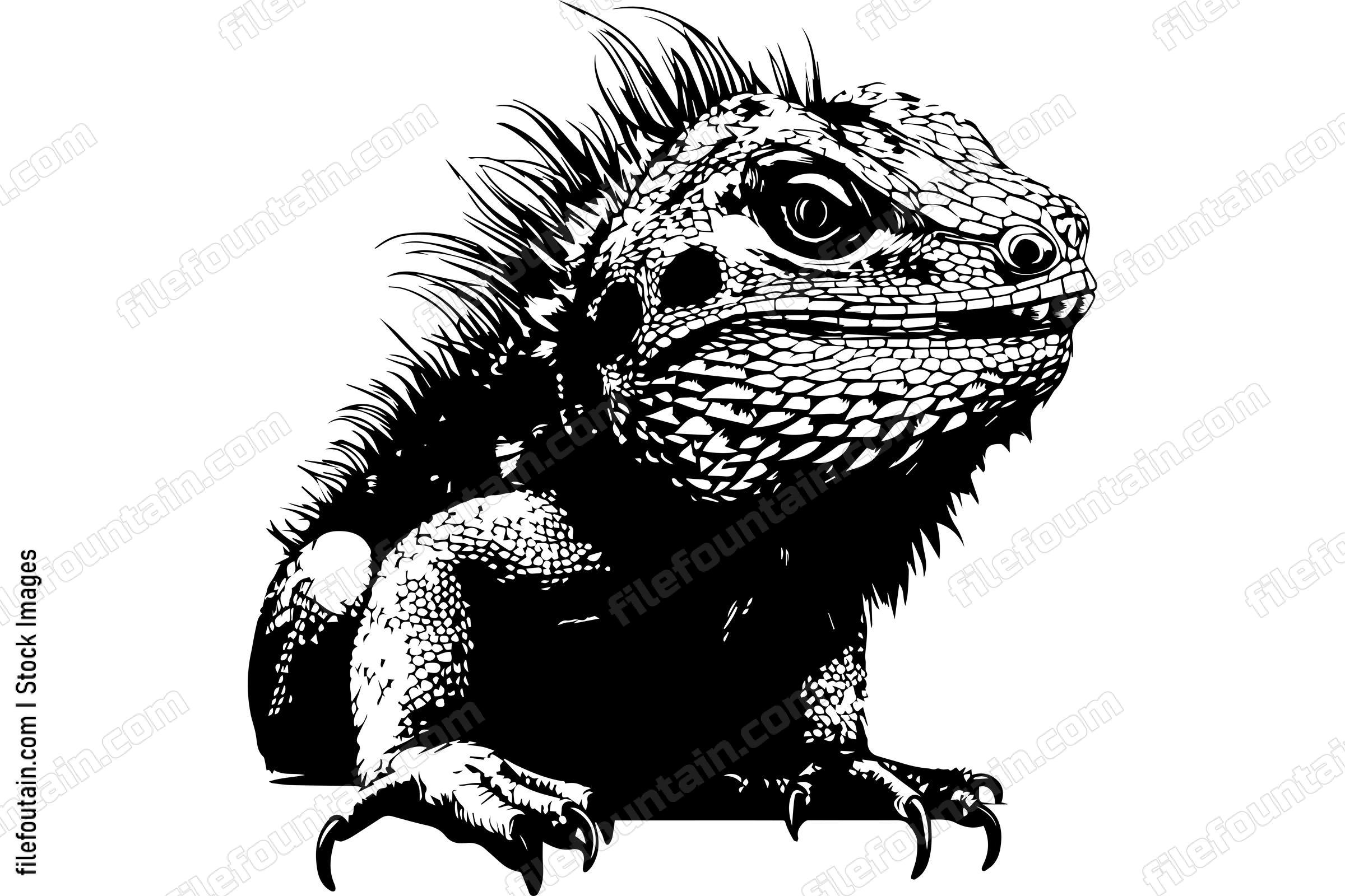 Bearded Dragon