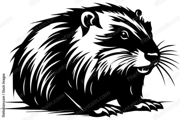Beaver