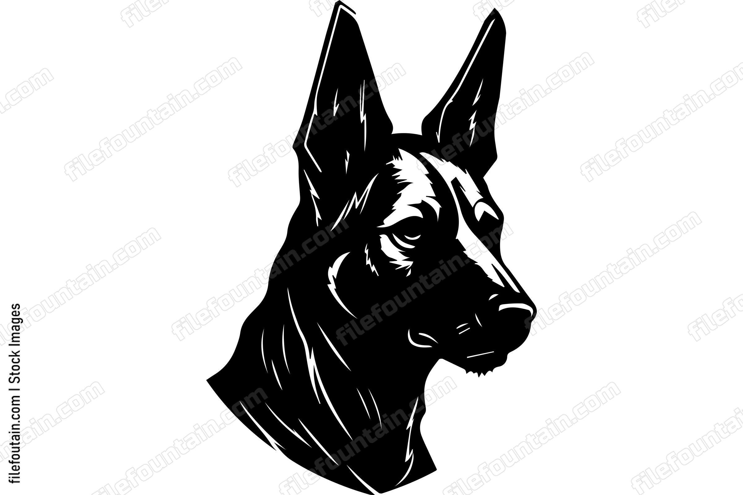 Belgian Malinois