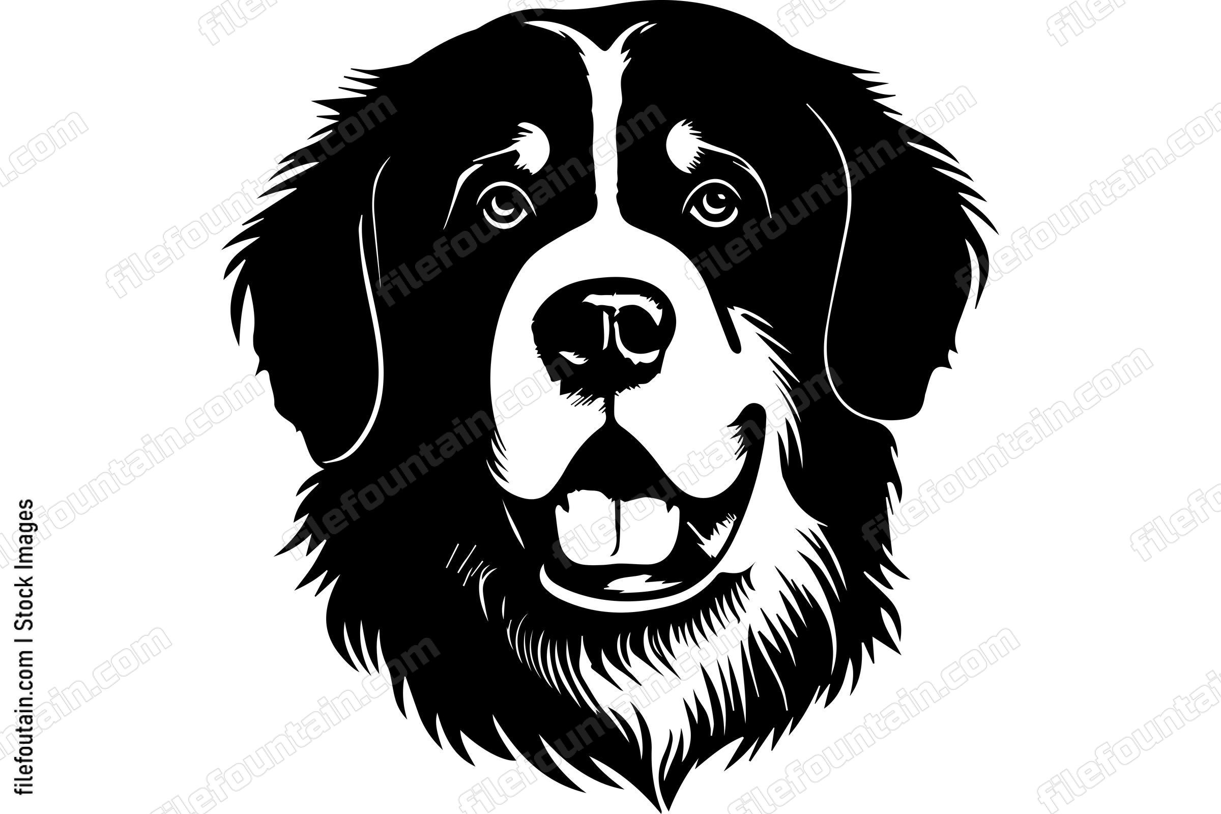 Bernese Mountain Dog