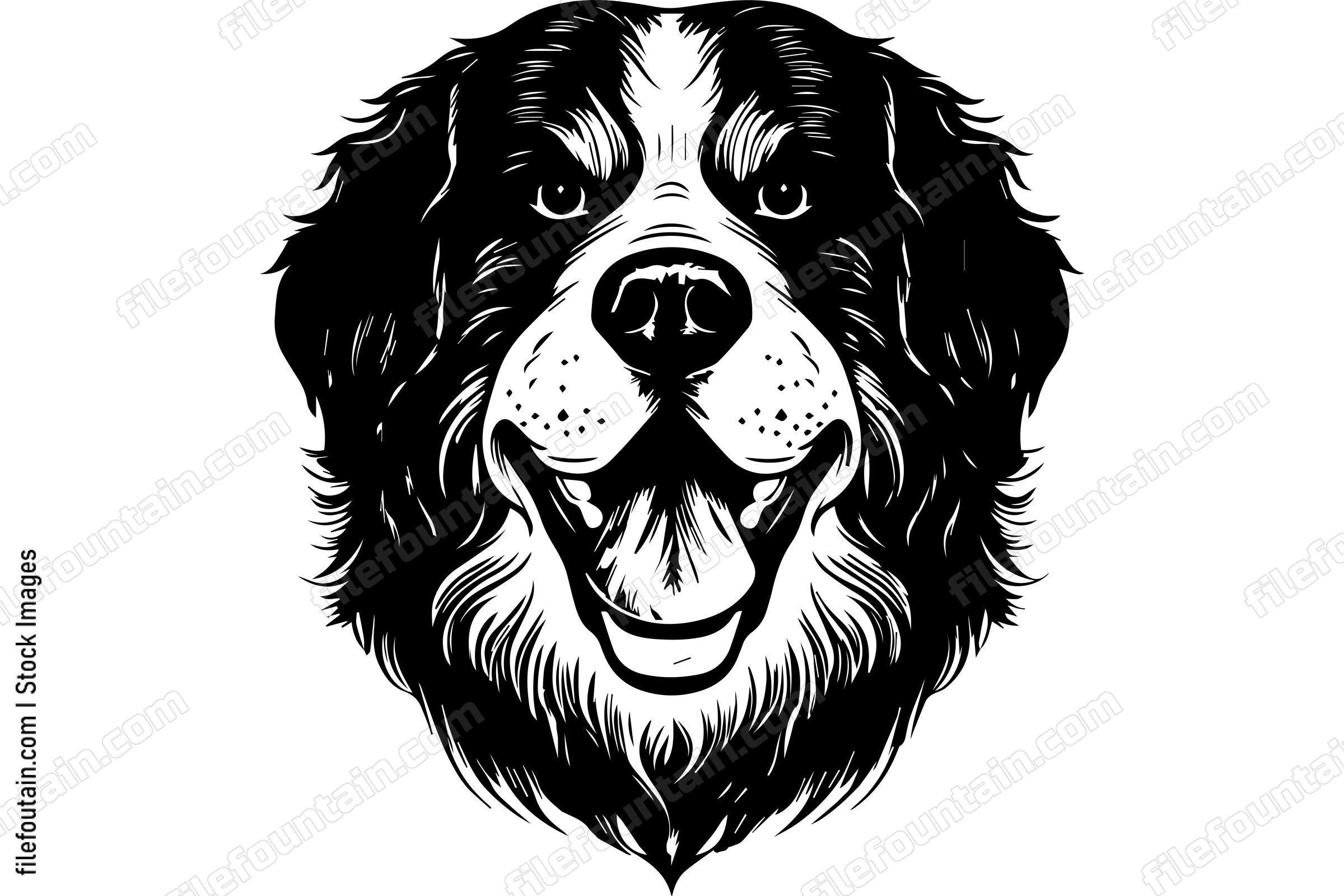 Bernese Mountain Dog
