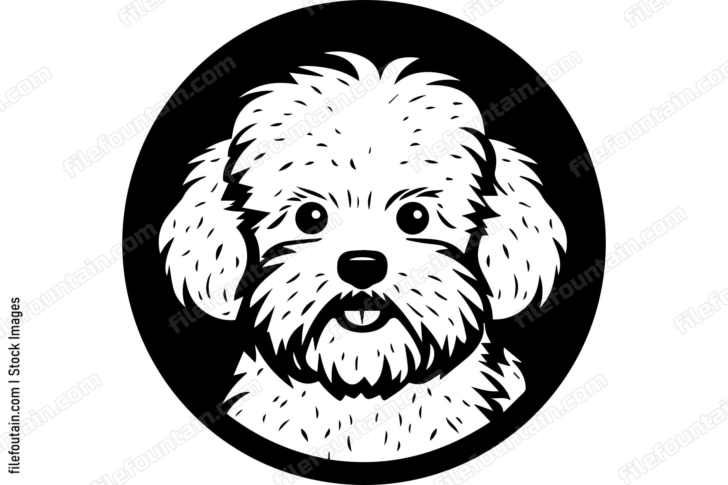 Bichon Frise