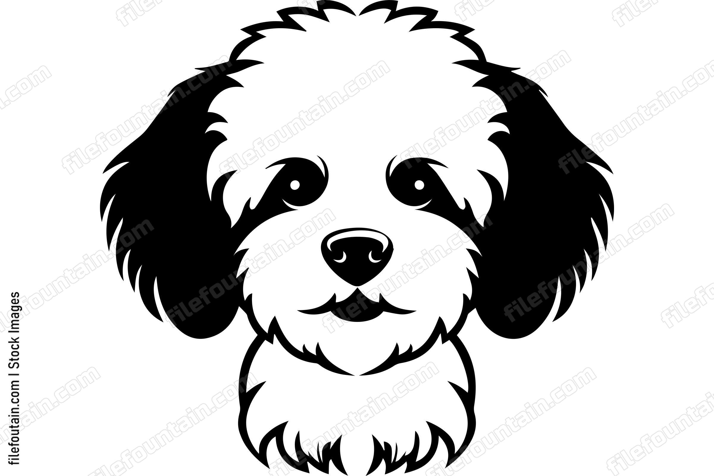 Bichon Frise
