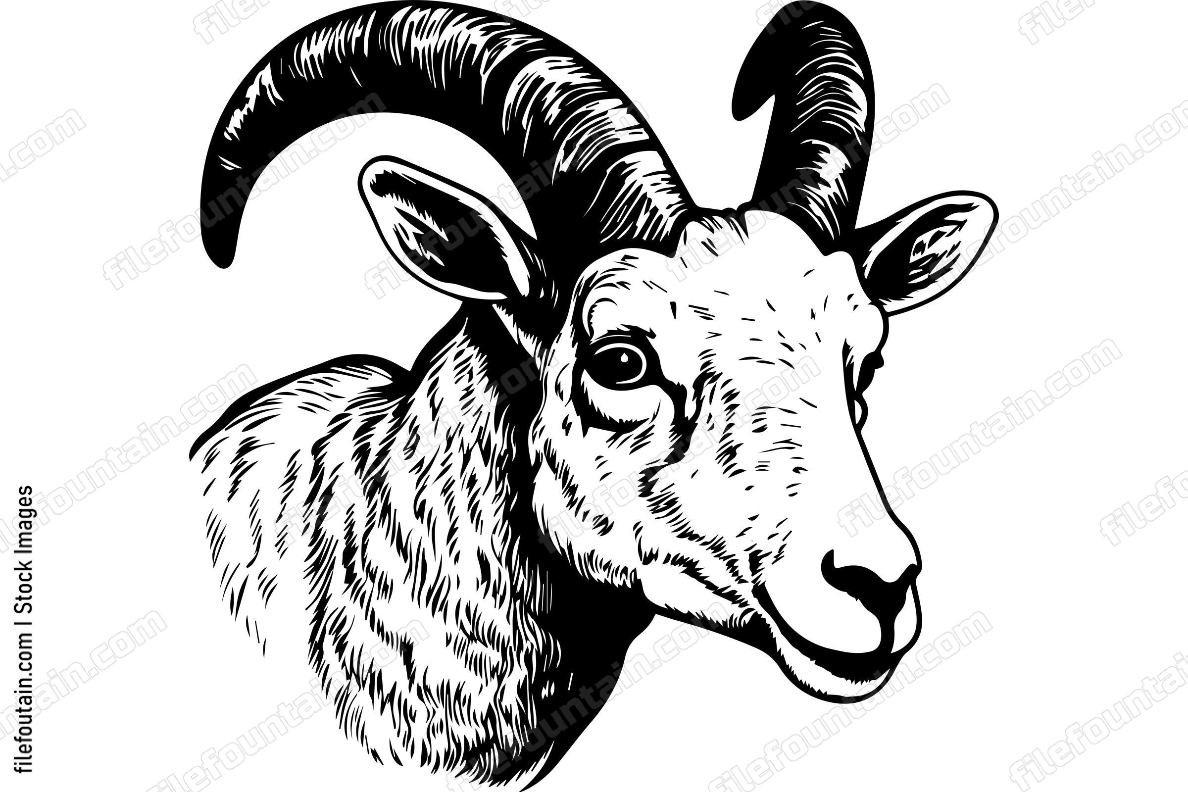 Bighorn Sheep