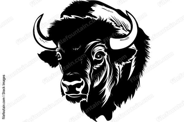 Bison