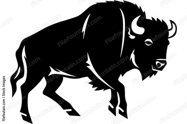 Bison