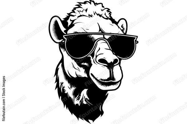 Camel In Sunglasses