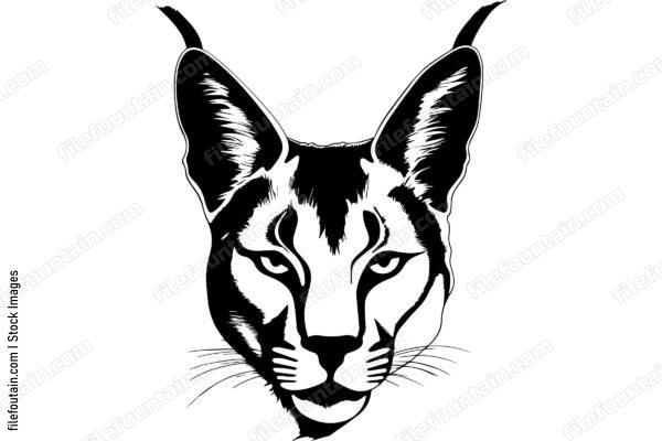 Caracal