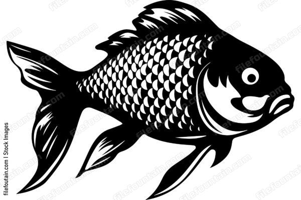 Carp
