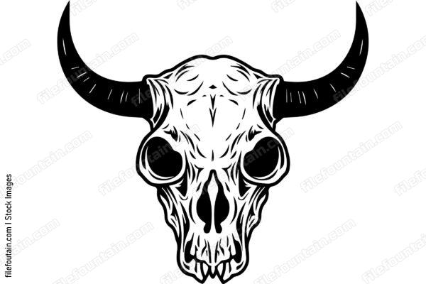 Cattle Skull