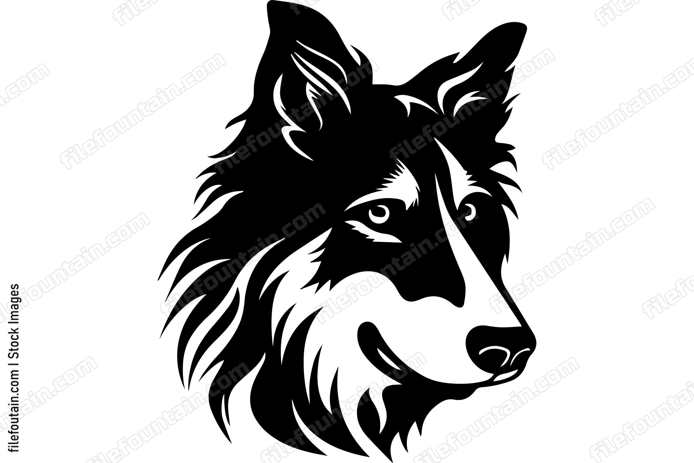 Collie