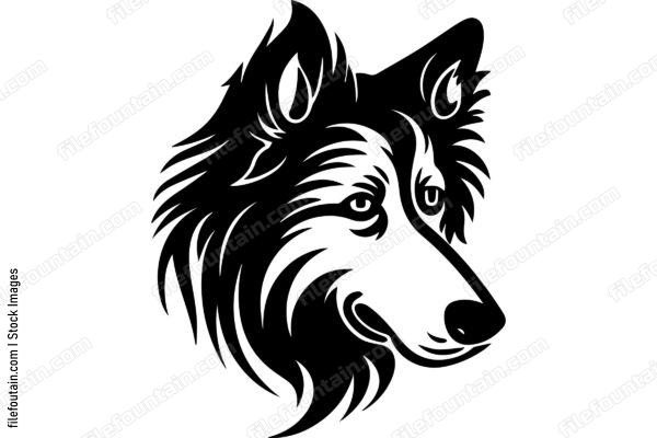 Collie