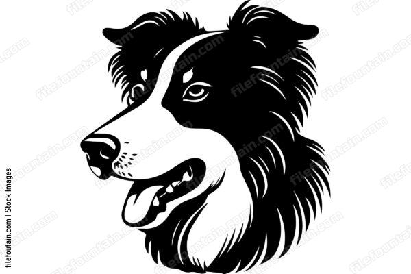 Collie