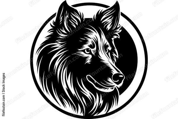 Collie