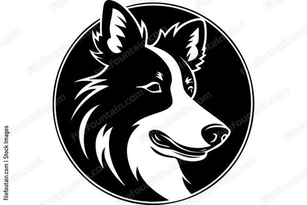 Collie