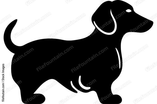 Dachshund