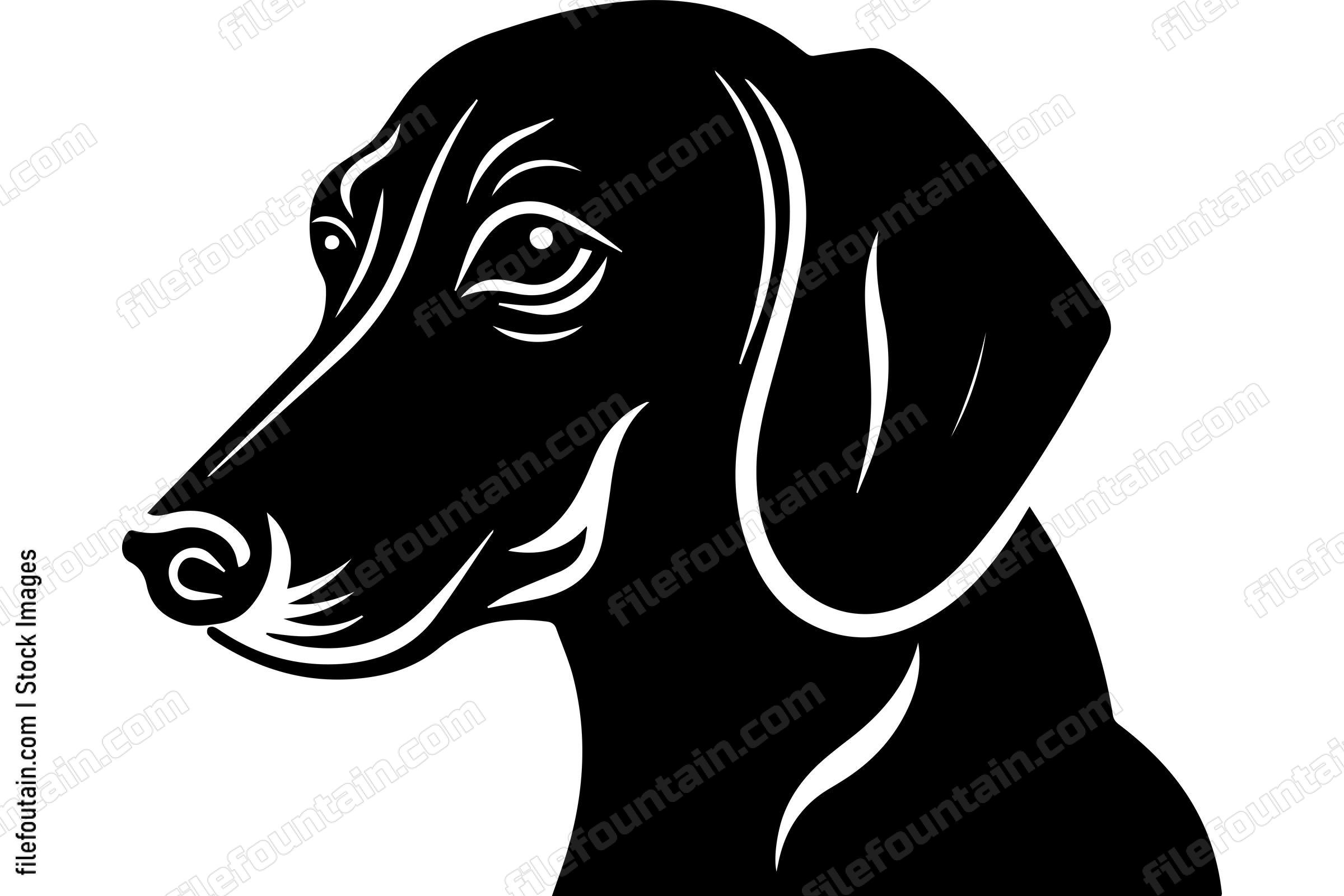 Dachshund