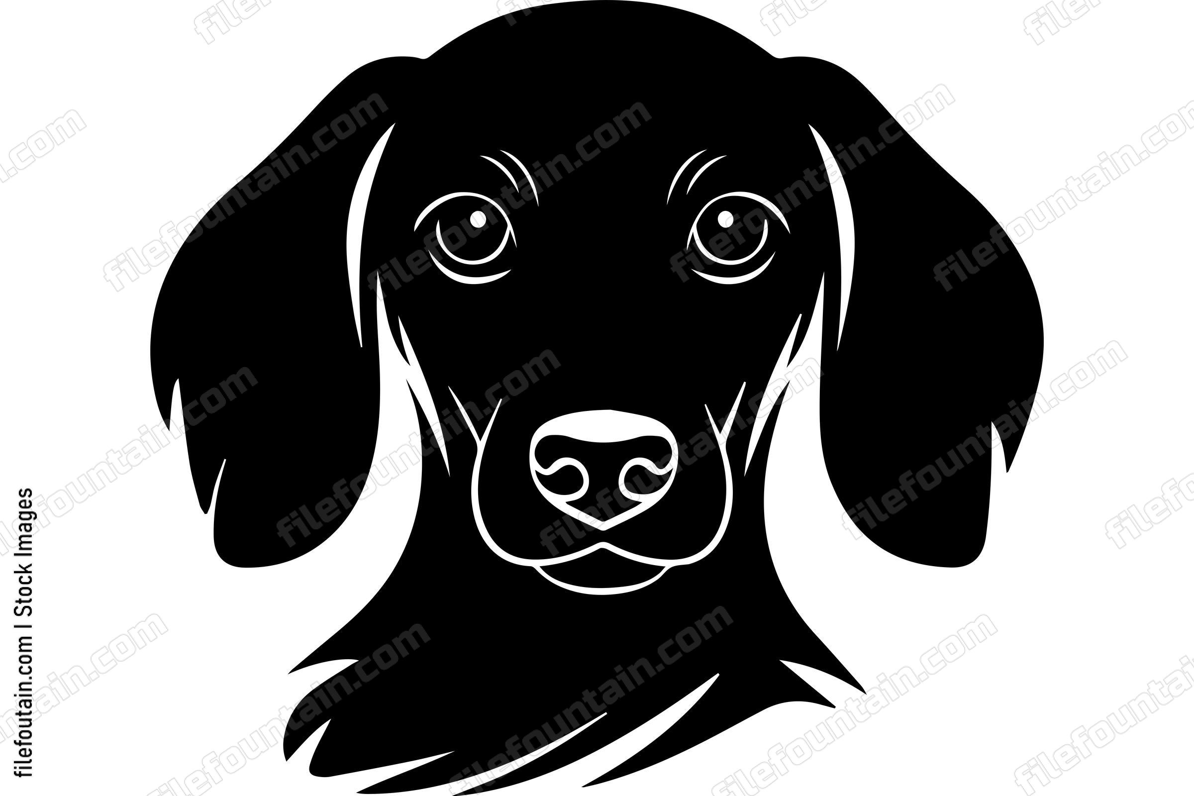 Dachshund