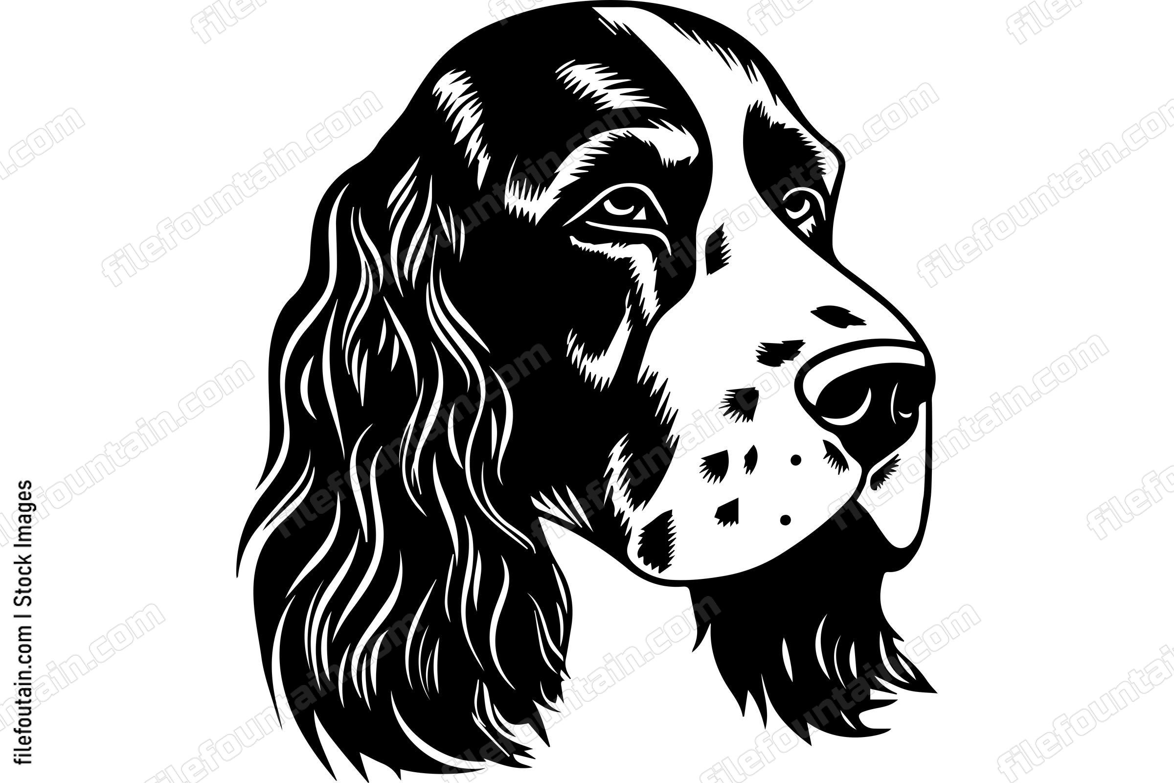 English Springer Spaniel