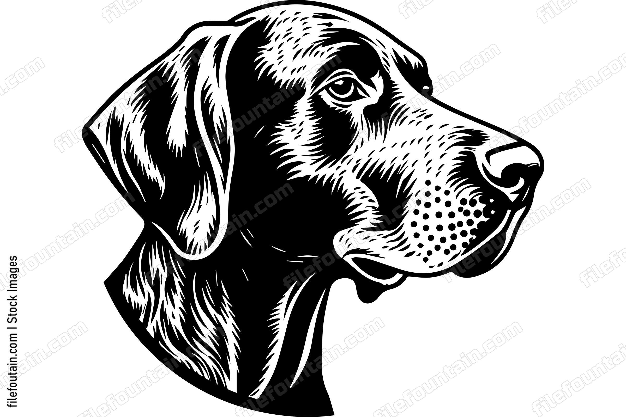 German Shorthaired Pointer