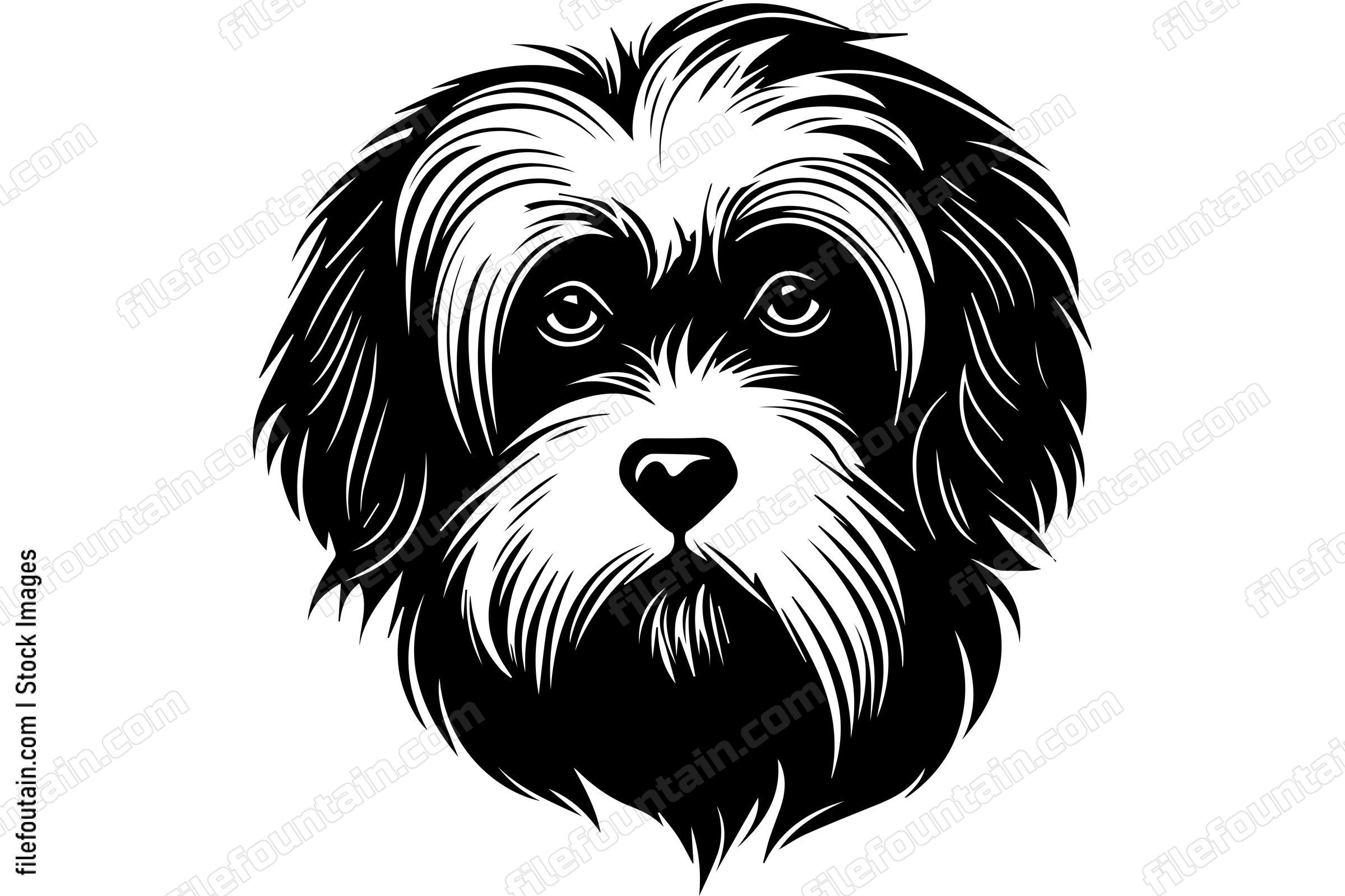 Havanese